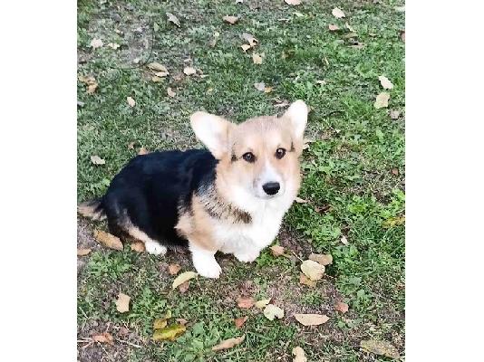 Corgi Welsh Pembroke